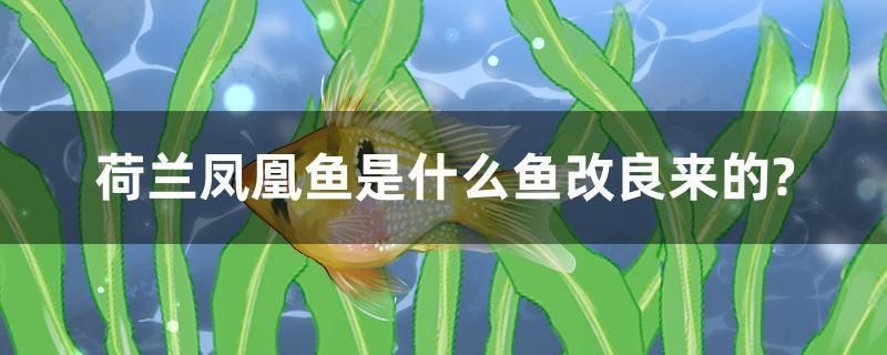 東莞哪里有賣魚缸的地方?。|莞有水中分娩嗎） 虎魚百科 第1張