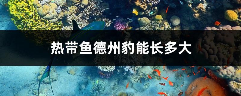 熱帶魚(yú)德州豹能長(zhǎng)多大 水族品牌 第1張