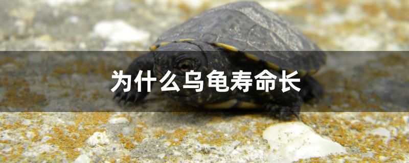 為什么烏龜壽命長(zhǎng) 虎魚魚苗 第1張