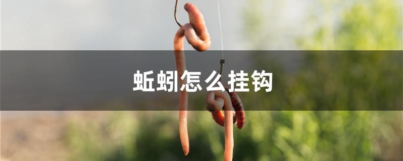 蚯蚓怎么掛鉤