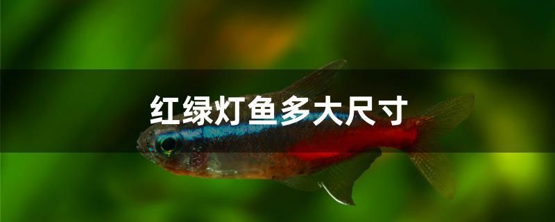 紅綠燈魚多大尺寸 玫瑰銀版魚 第1張