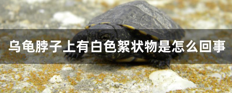 烏龜脖子上白色絮狀物是怎么回事 黃金夢幻雷龍魚 第1張