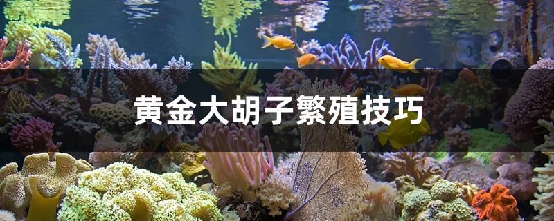 黃金大胡子繁殖技巧 白子紅龍魚 第1張