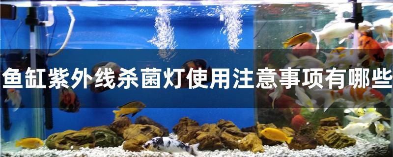 白玉鳳凰的寓意是什么(白鳳凰有什么寓意) 觀賞魚 第1張