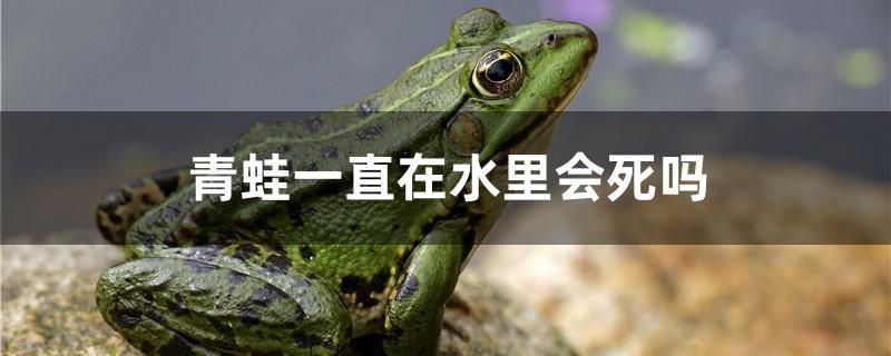 青蛙一直在水里會死嗎 財神鸚鵡魚 第1張