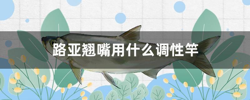 路亞翹嘴用什么調(diào)性竿 水族用品 第1張