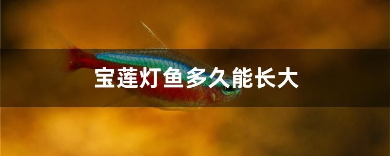 寶蓮燈魚多久能長大 森森魚缸 第1張