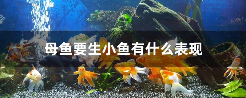 母魚(yú)要生小魚(yú)有什么表現(xiàn) 鸚鵡魚(yú) 第1張