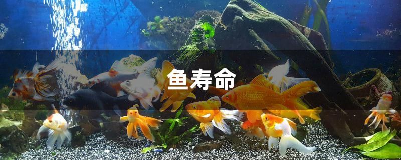 魚壽命有多長 狗頭魚 第1張