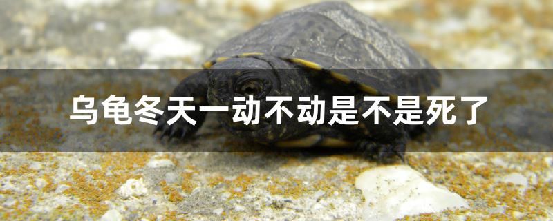 烏龜冬天一動不動是不是死了 七紋巨鯉魚 第1張