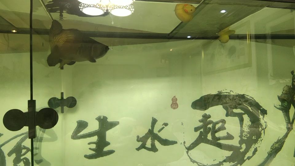 青鳉魚不群游是怎么回事 觀賞魚論壇 第1張