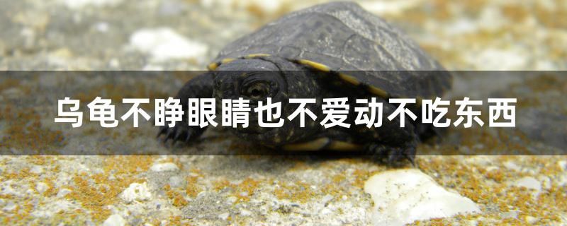 烏龜不睜眼睛也不愛動(dòng)不吃東西 馬拉莫寶石魚 第1張