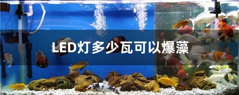 LED燈多少瓦可以爆藻 白子關(guān)刀魚苗 第1張