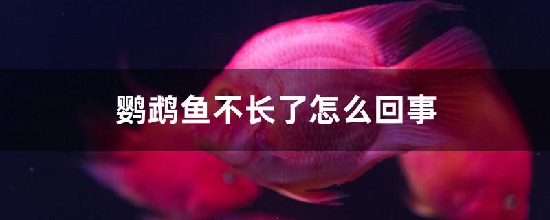 鸚鵡魚不長(zhǎng)了怎么回事 黑帝王魟魚 第1張