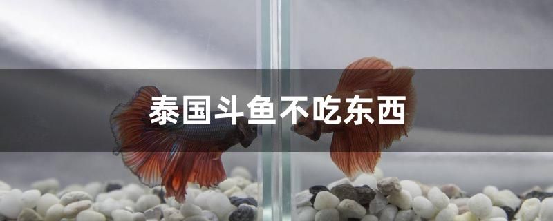 泰國(guó)斗魚不吃東西 馬來(lái)西亞燕窩 第1張