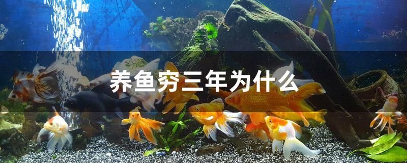 養(yǎng)魚窮三年為什么 貓貓 第1張