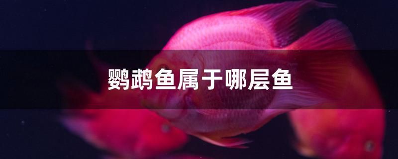 鸚鵡魚屬于哪層魚 元寶鳳凰魚專用魚糧 第1張