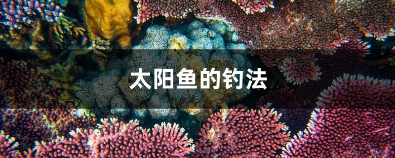 太陽(yáng)魚(yú)的釣法 觀賞魚(yú)進(jìn)出口 第1張