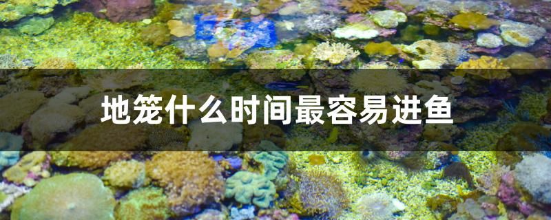 地籠什么時(shí)間最容易進(jìn)魚(yú) 福虎/異型虎魚(yú)/純色虎魚(yú) 第1張