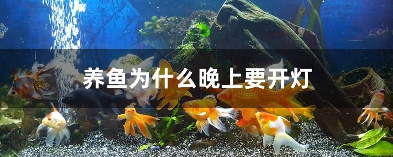 養(yǎng)魚為什么晚上要開燈 肥料 第1張