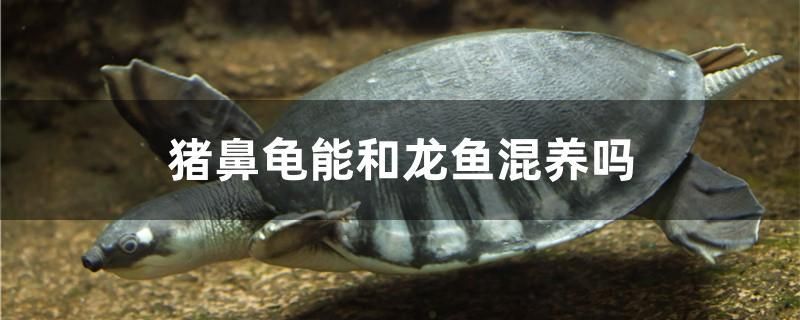 豬鼻龜能和龍魚混養(yǎng)嗎 量子養(yǎng)魚技術(shù) 第1張