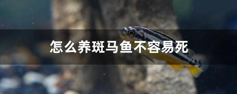 怎么養(yǎng)斑馬魚不容易死 古典過背金龍魚 第1張