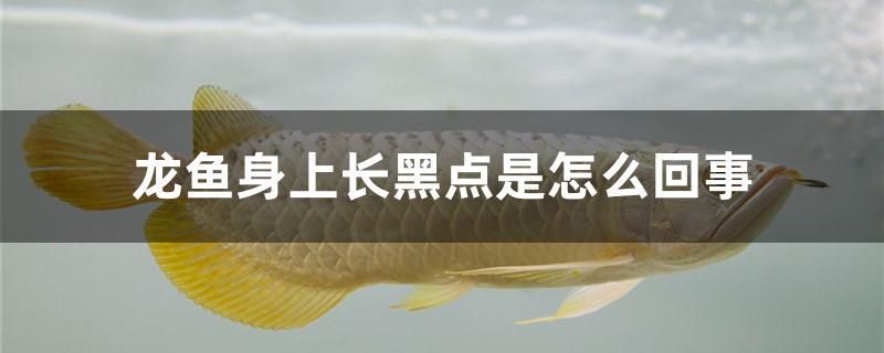 龍魚身上長(zhǎng)黑點(diǎn)是怎么回事 杰西卡恐龍魚 第1張