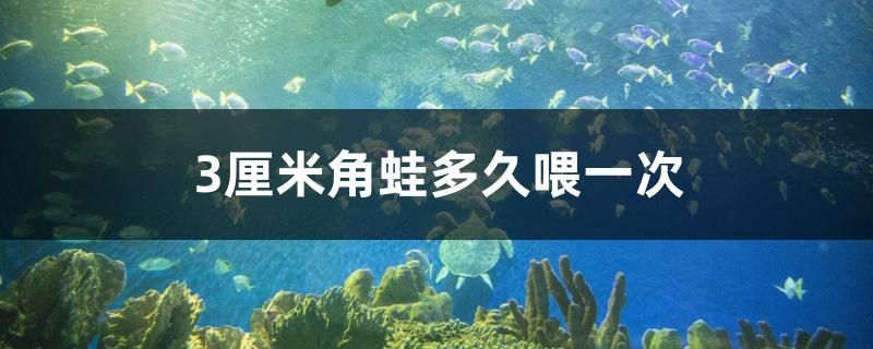 3厘米角蛙多久喂一次 二氧化碳設(shè)備 第1張