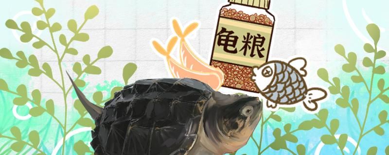 鱷龜喂什么長(zhǎng)的快喂食次數(shù)有要求嗎 刀魚(yú)魚(yú) 第1張