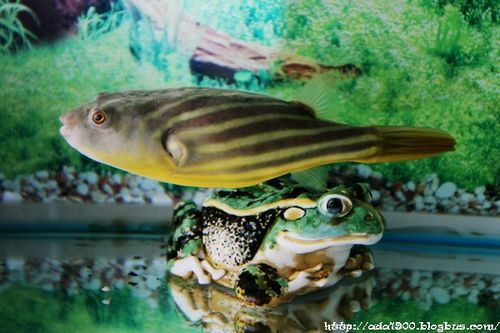 斑馬狗頭用多大魚缸好(斑馬狗頭用多大魚缸好養(yǎng)) 黃金達摩魚 第2張