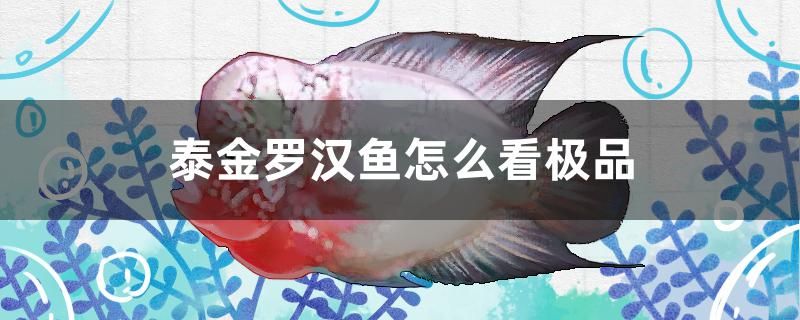 泰金羅漢魚怎么看極品 彩鰈魚缸（彩蝶魚缸） 第1張