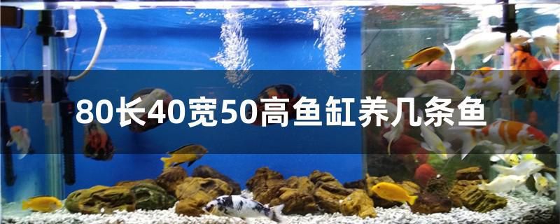 80長(zhǎng)40寬50高魚缸養(yǎng)幾條魚 財(cái)神鸚鵡魚 第1張