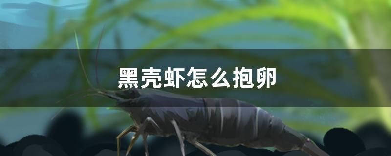 黑殼蝦怎么抱卵 蘇虎 第1張