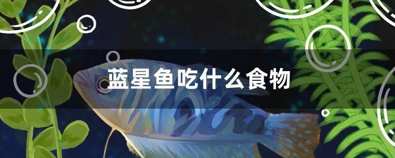 藍星魚吃什么食物 狗仔（招財貓)魚苗 第1張