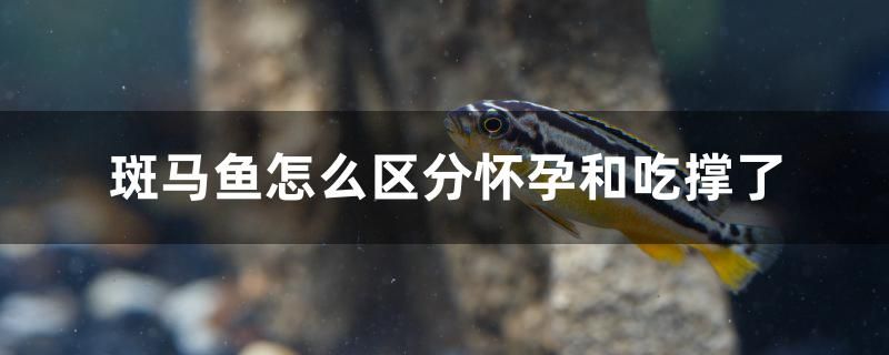 斑馬魚怎么區(qū)分懷孕和吃撐了 銀河星鉆魚 第1張