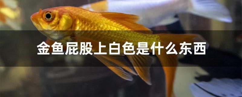 金魚屁股上白色是什么東西 三色錦鯉魚 第1張