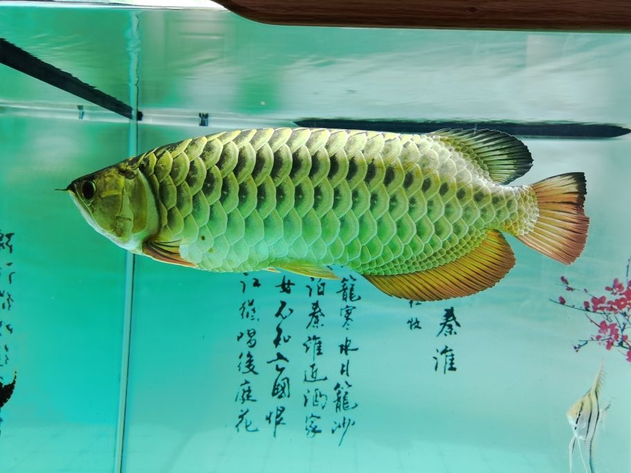 七彩神仙魚缸濾材推薦(七彩神仙濾材選擇) 七彩神仙魚 第2張