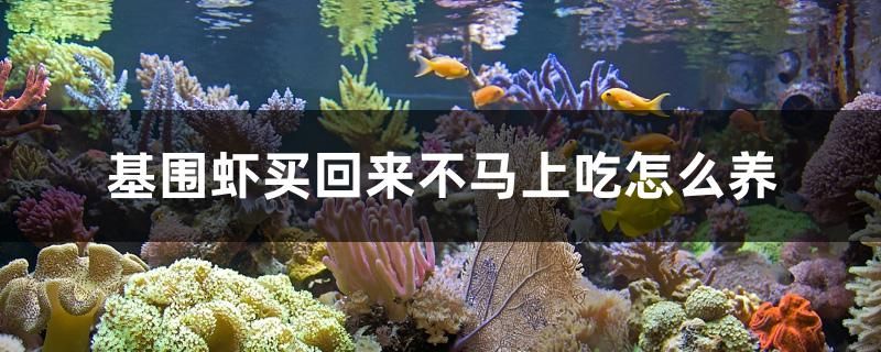 基圍蝦買回來不馬上吃怎么養(yǎng) 紅頭利魚 第1張