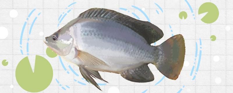 釣魚(yú)可以釣羅非魚(yú)嗎為什么釣魚(yú)不喜歡釣羅非魚(yú)