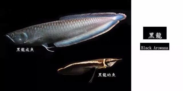 最全龍魚品種圖鑒，千萬別錯過！ 觀賞魚論壇 第13張