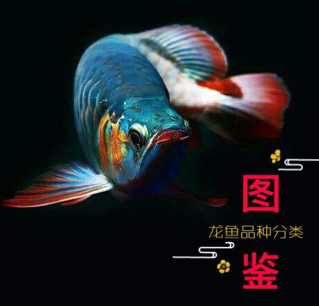 最全龍魚品種圖鑒，千萬別錯過！ 觀賞魚論壇 第24張