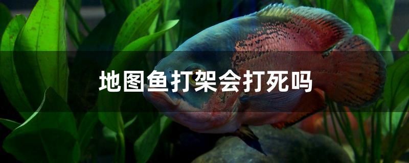 地圖魚打架會(huì)打死嗎 魚缸風(fēng)水 第1張