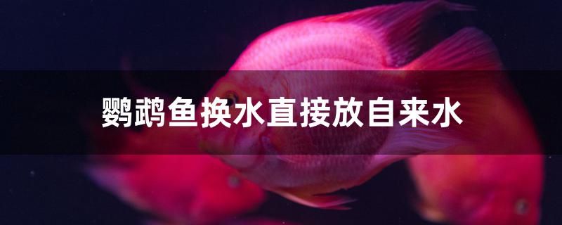 鸚鵡魚換水直接放自來水行不行 定時器/自控系統(tǒng) 第1張