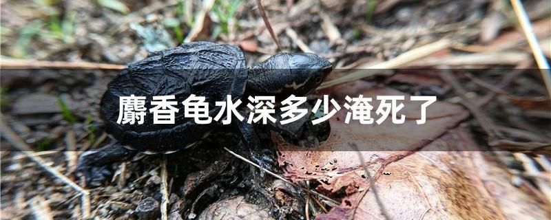 麝香龜水深多少淹死了