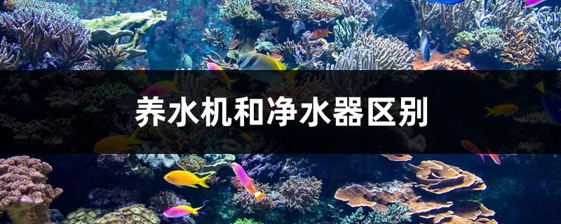 養(yǎng)水機(jī)和凈水器區(qū)別 黃金鴨嘴魚(yú) 第1張