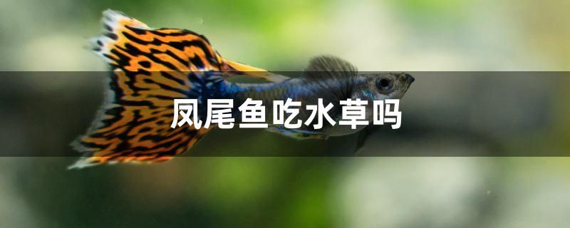 鳳尾魚吃水草嗎