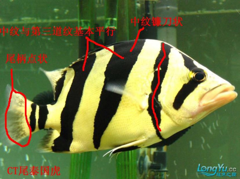 學(xué)習(xí)一下！ 觀賞魚論壇 第4張