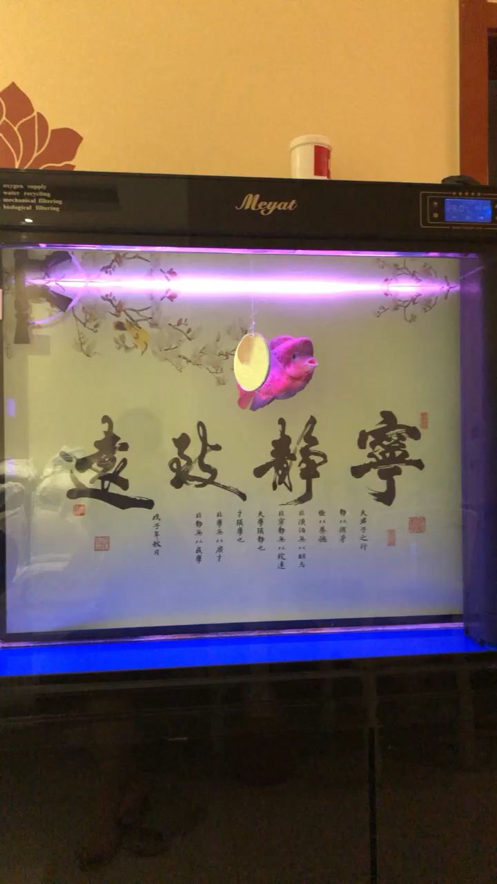 古典也長大了熬了快九個月了，雖然不是很牛逼，但養(yǎng)魚不就是享受這個過程，看它每一天的蛻變，加油！ 觀賞魚論壇 第1張