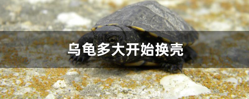 烏龜多大開始換殼 廣州龍魚批發(fā)市場 第1張