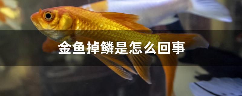 金魚掉鱗是怎么回事 金龍福龍魚 第1張